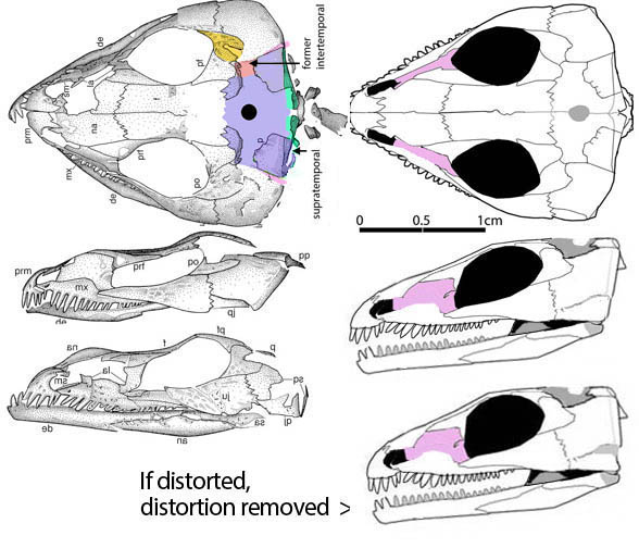 Saurorictus distortion removed