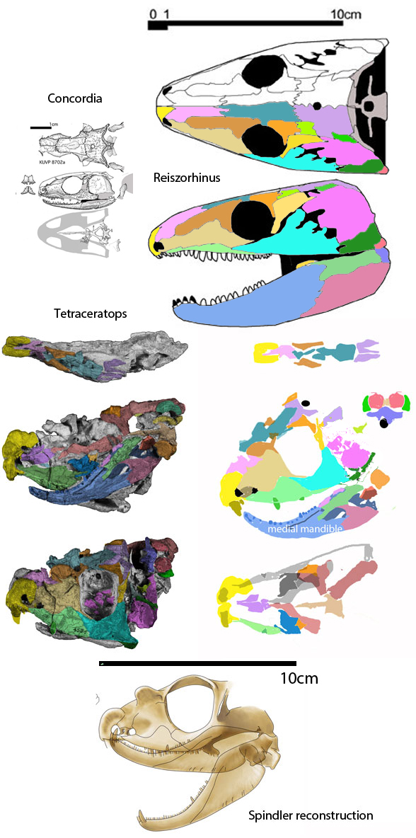 Tetraceratops skull