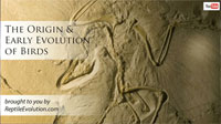 The origin and evolution of birds