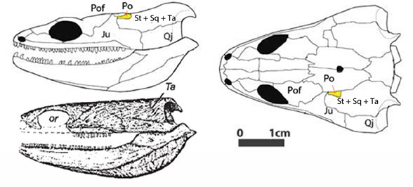 Adelospondylus