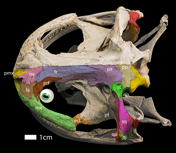 Andrias skull