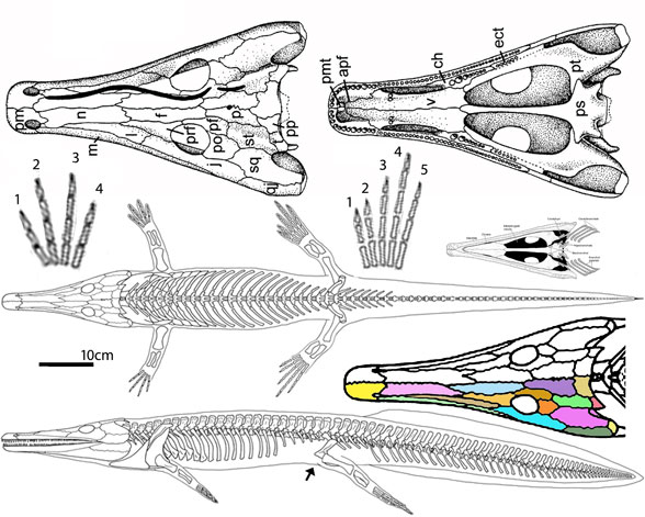 Archegosaurus