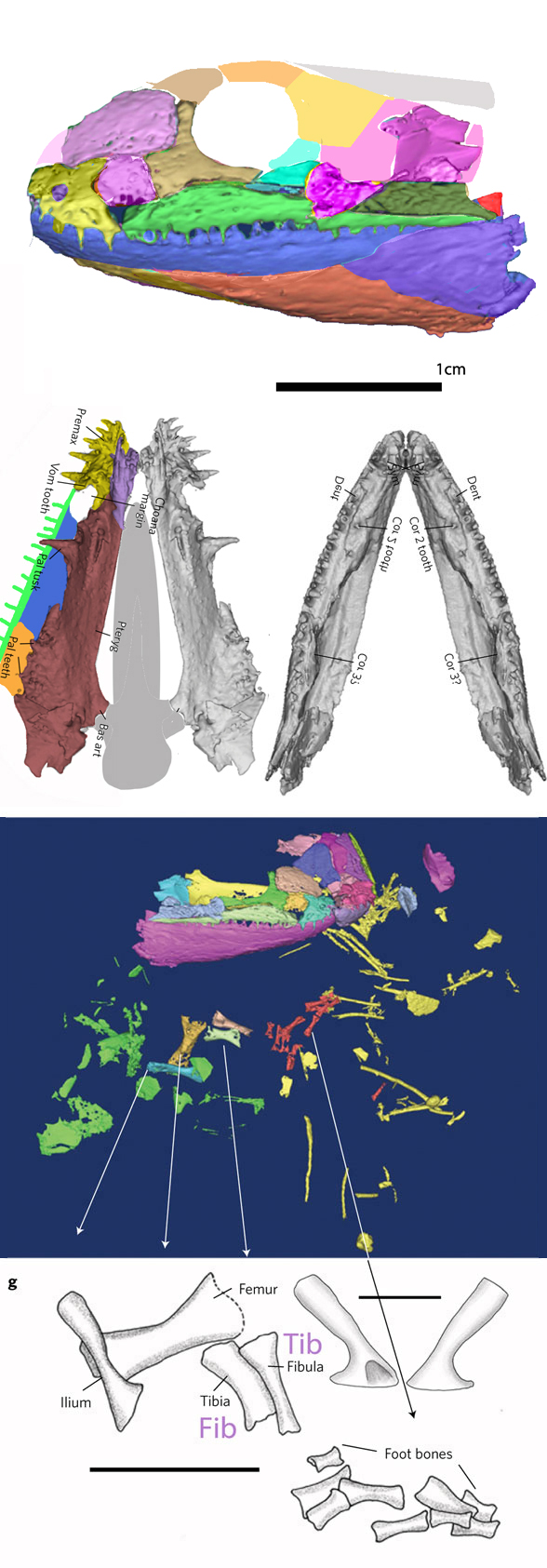 Aytonerpeton skull