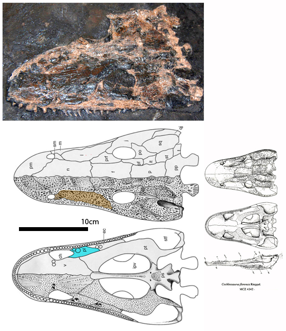 Cochleosaurus