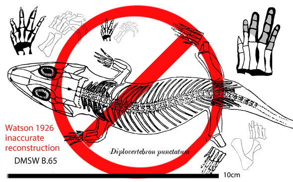 Diplovertebron inaccurate reconstructiion of G. watsoni