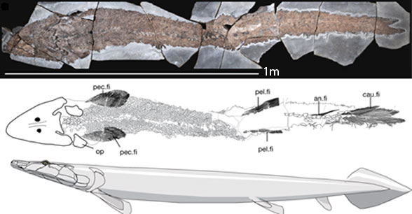 Elpistostege in situ