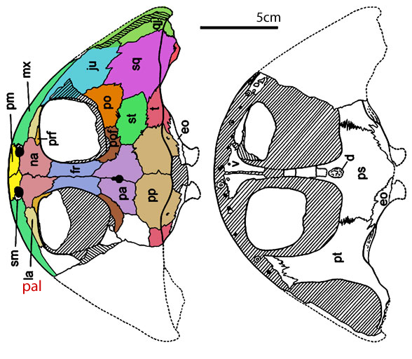 Gerrothorax