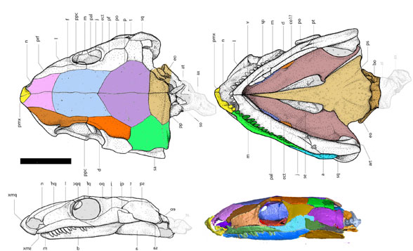 Huskerpeton skull