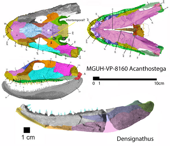 Acanthostega skull