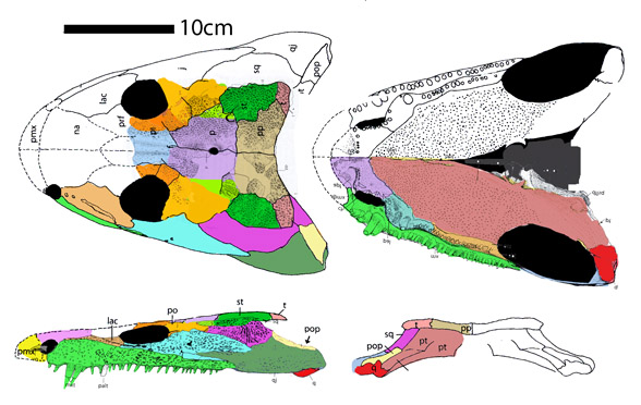 Ossinodus