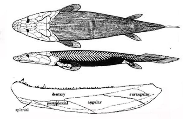 Panderichthys