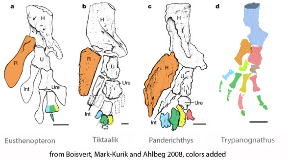 Evolution and origin of the tetrapod hand