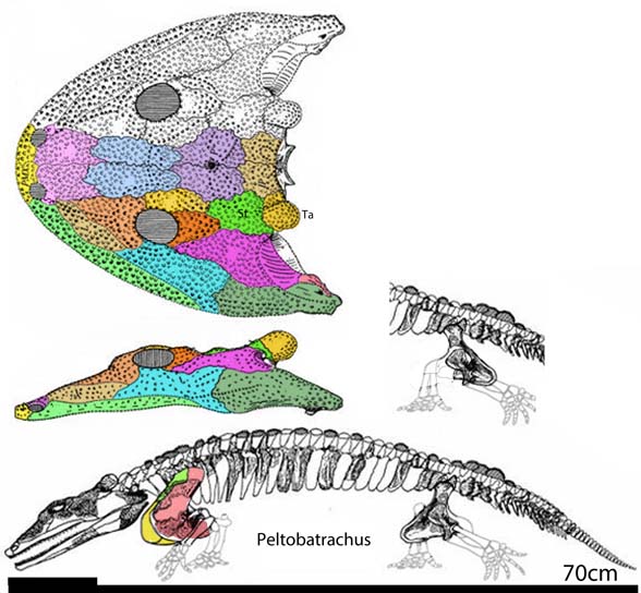 Peltobatrachus