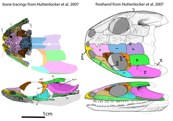 Plemmyradytes skull reconstruction