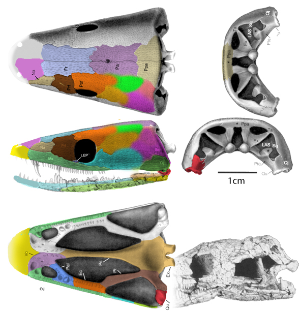 Rileymillerus