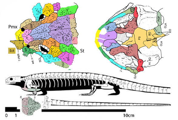 Scincosaurus