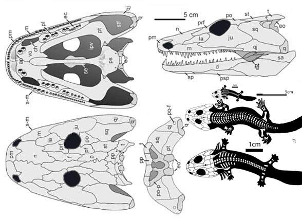 Sclerocephalus skull