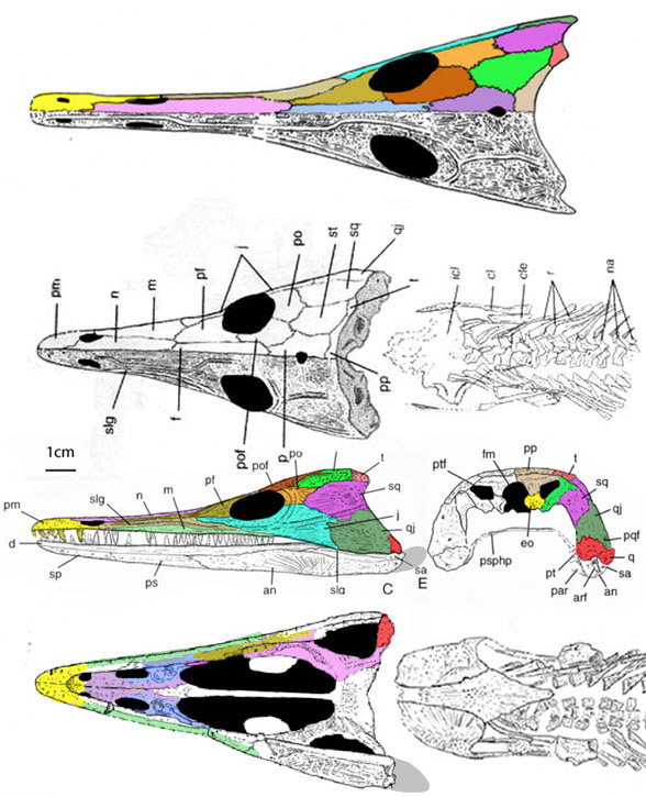 Wantzosaurus