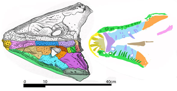 Anthracosaurus