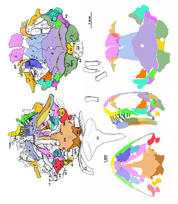 Batropetes skull revised