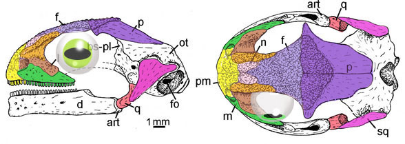 Celtedens skull