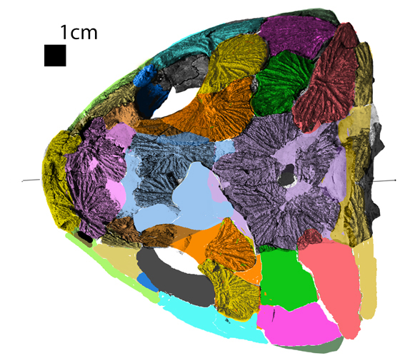 Dvinosaurus holotype skull dorsal view