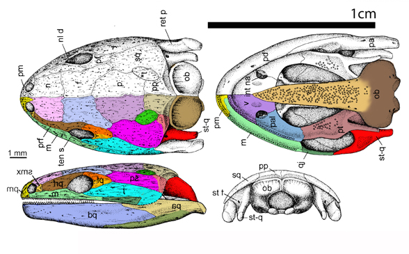 Eocaecilia skull