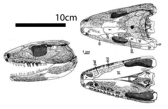 Eoherpeton skull