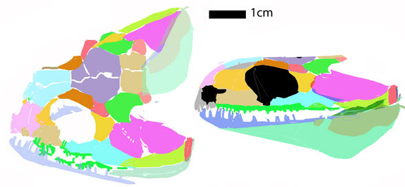 Eucritta skull recon