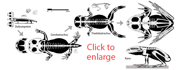 Frog Evolution