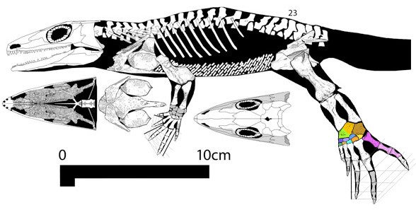 Gephyrostegus