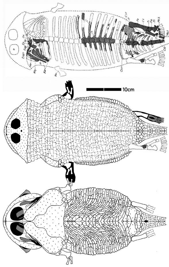 Gerrothorax