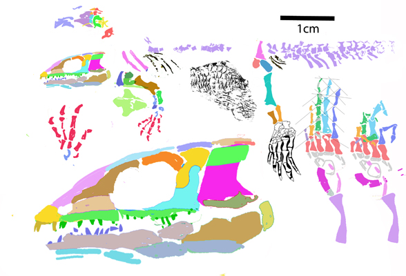 Kirktonecta