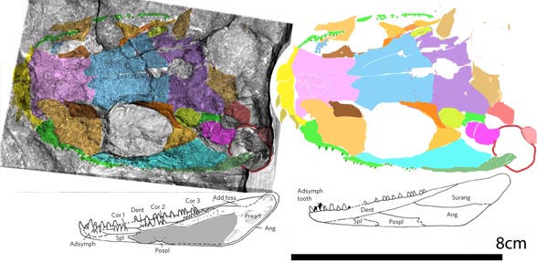 Koilops in situ