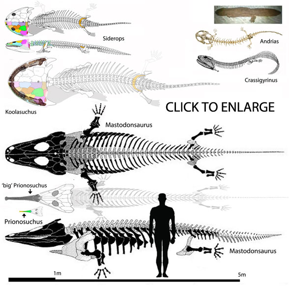 Largest amphibians of all time - click here