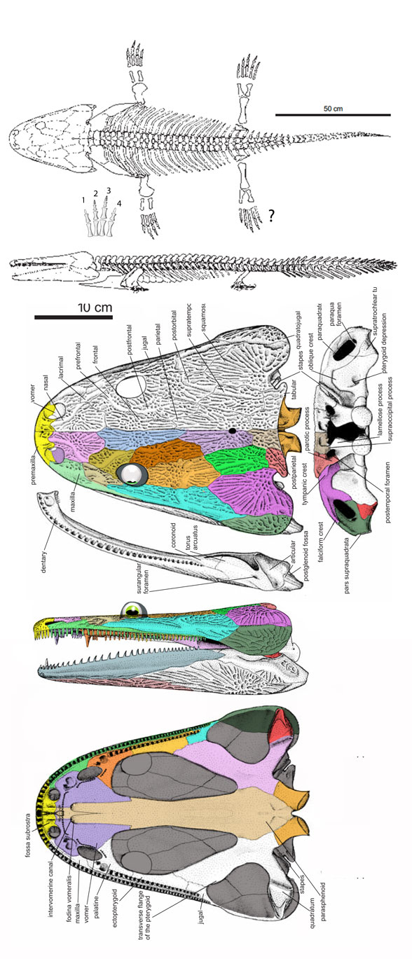 Metoposaurus