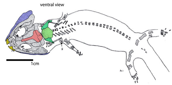 micromelerpeton larva