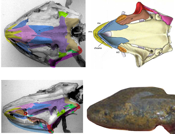 Necturus skull with bones re-identified