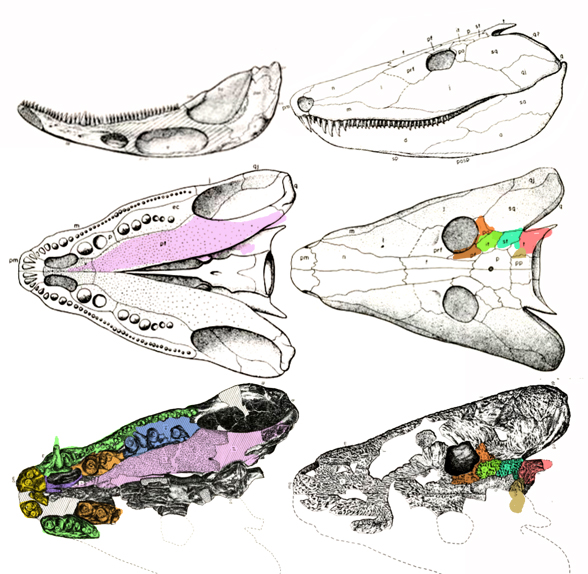 Neopteroplax