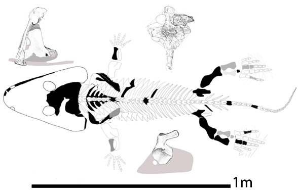 Ossinodus overall