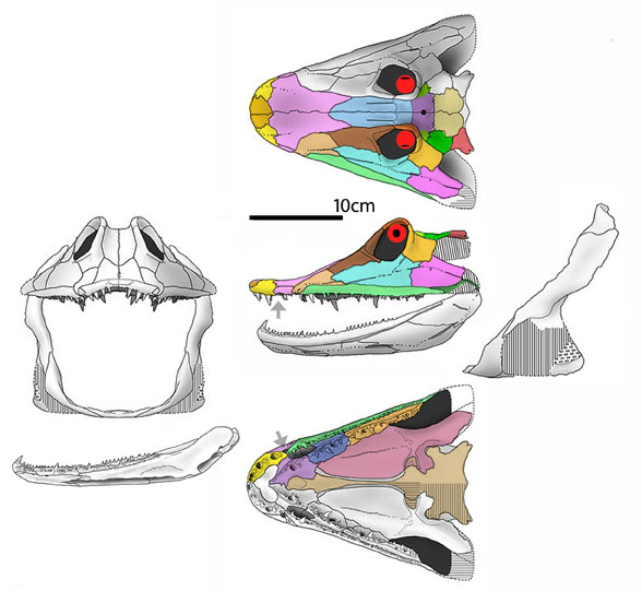 Parmastega skull