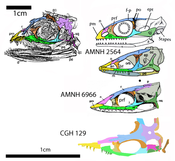 Phlegethontia evolution