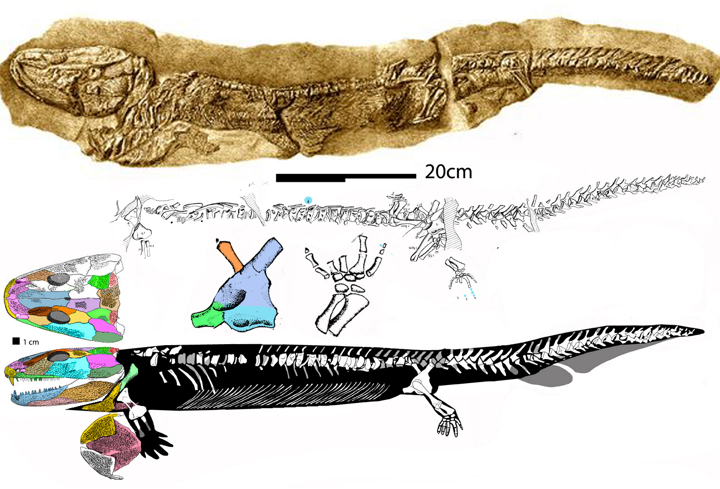 Pholidogaster 20