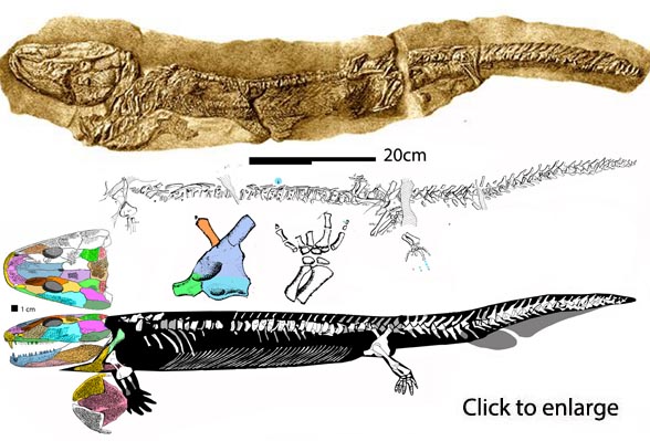 Pholidogaster