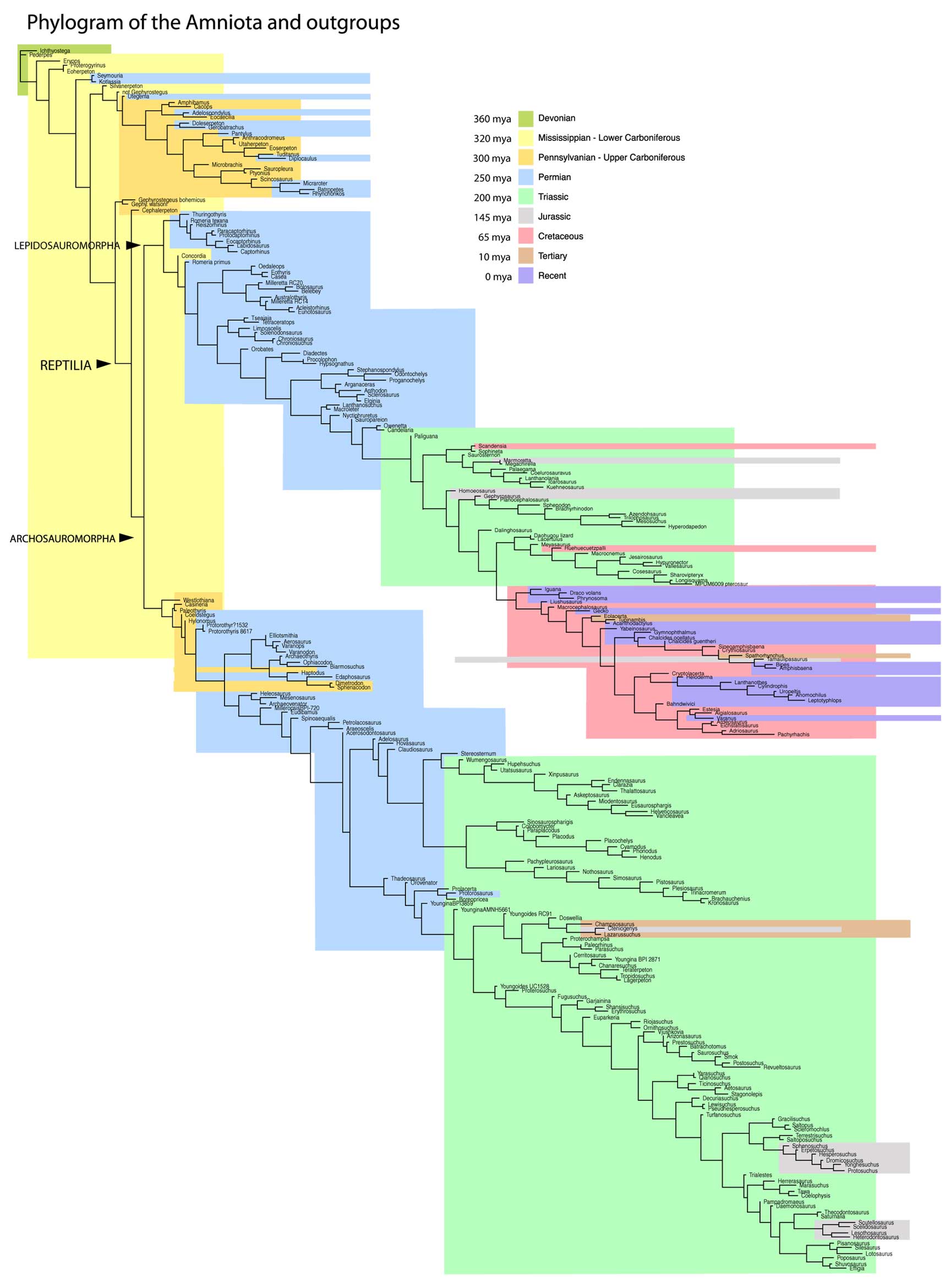 Reptile phylogram