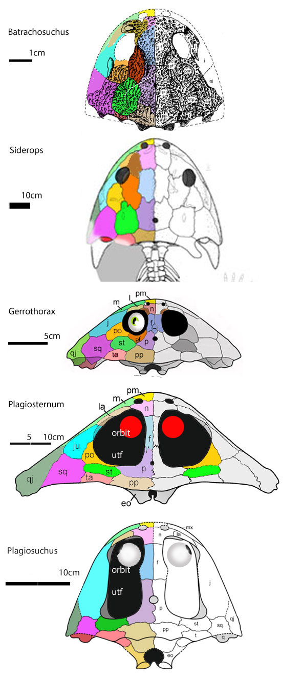 Plagiosaurs compared