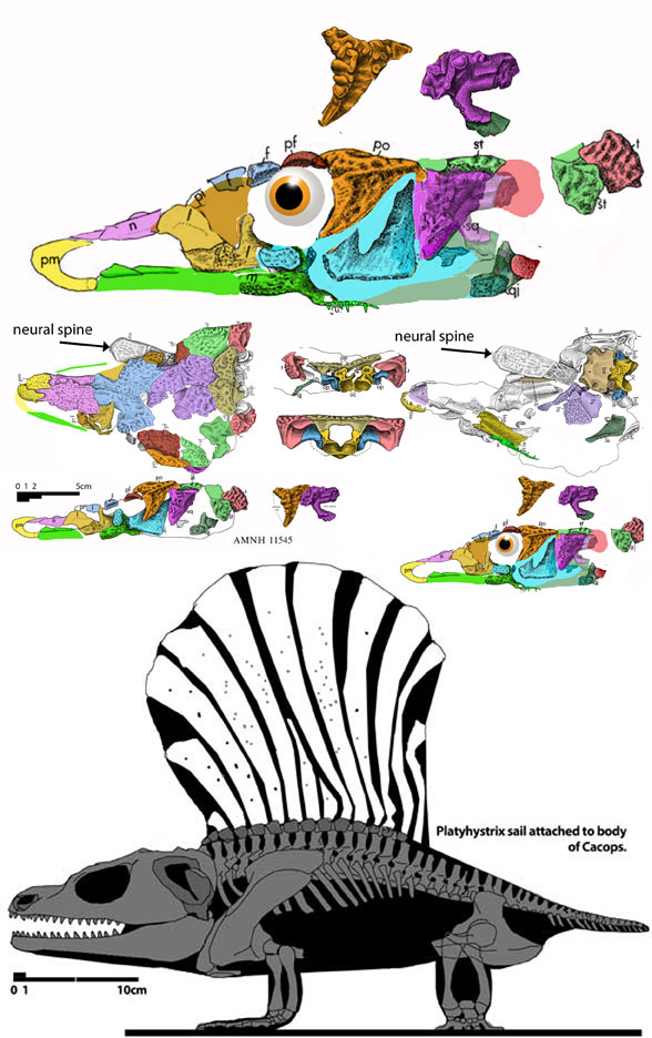 Platyhystrix