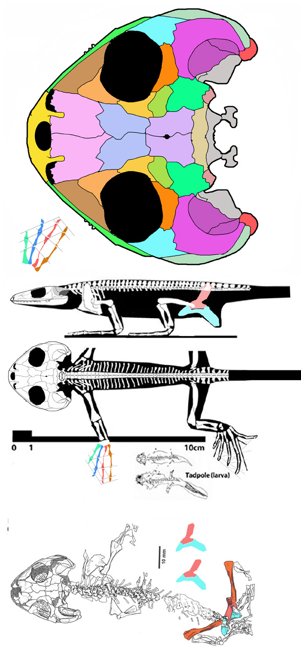 Platyrhinops