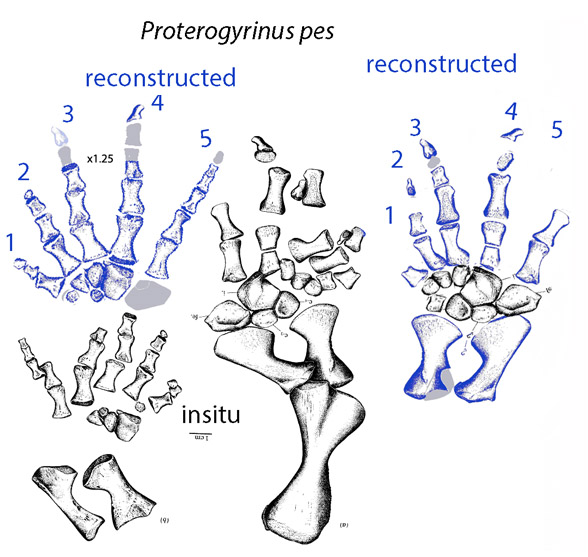 Proterogyrinus pes