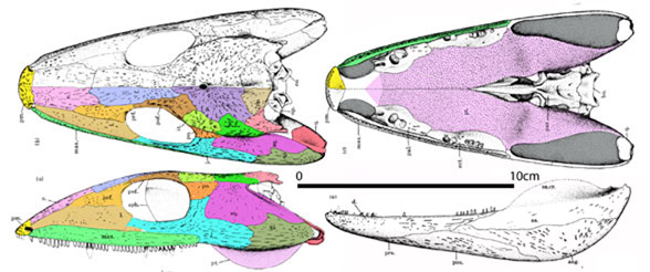 Proterogyrninus skull